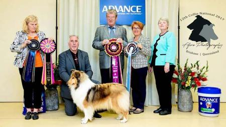 Collie (Rough) for sale by BALEDDA