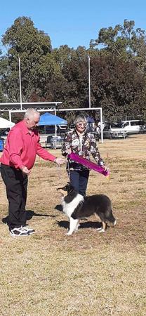 Collie (Rough) for sale by BALEDDA