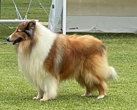 Collie (Rough) for sale by BALEDDA
