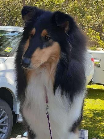 Collie (Rough) for sale by BALEDDA