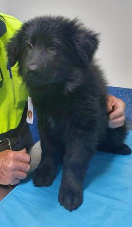 German Shepherd Dog (Long Stock Coat) for sale by VOMKOGELBERG