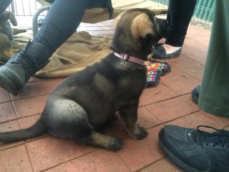 German Shepherd Dog (Long Stock Coat) for sale by VOMKOGELBERG