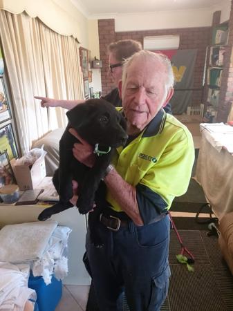 German Shepherd Dog (Long Stock Coat) for sale by VOMKOGELBERG