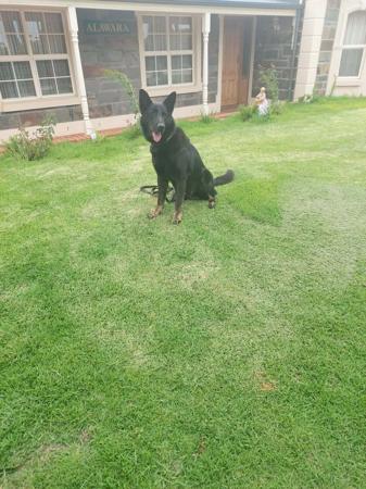 German Shepherd Dog (Long Stock Coat) for sale by VOMKOGELBERG