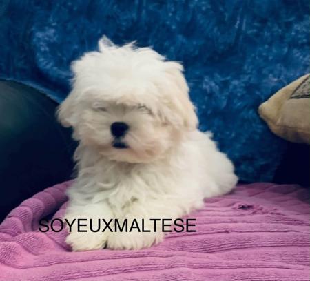 Maltese puppy for sale by SOYEUX