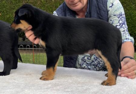 Australian Kelpie puppy for sale by JEVNA
