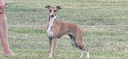 Italian Greyhound for sale by BELLACARRO