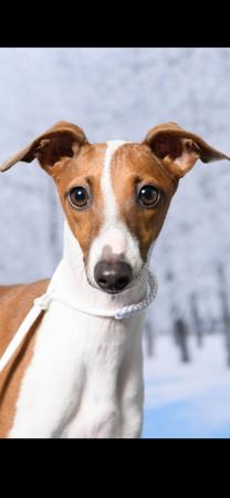 Italian Greyhound for sale by BELLACARRO