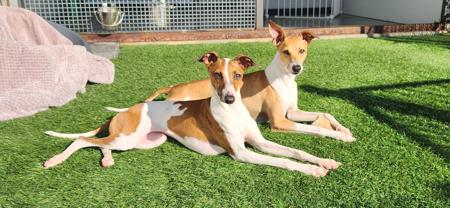 Italian Greyhound for sale by BELLACARRO