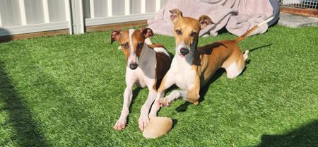 Italian Greyhound for sale by BELLAMAXWILLOW