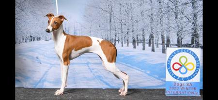 Italian Greyhound for sale by BELLACARRO
