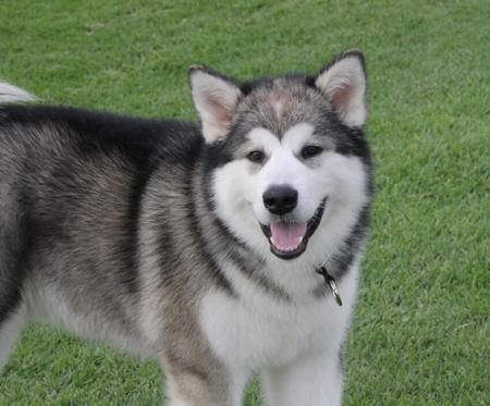 Ilaaluq Mairok Maliktuk (ai) Alaskan Malamute