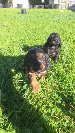 Cocker Spaniel puppy for sale by CHEWJEP