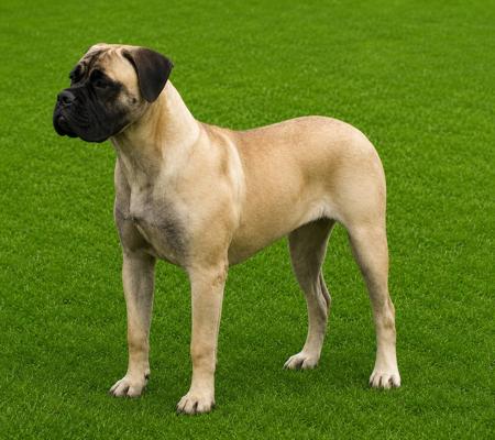 Bullmighty Uprising (AI) Bullmastiff