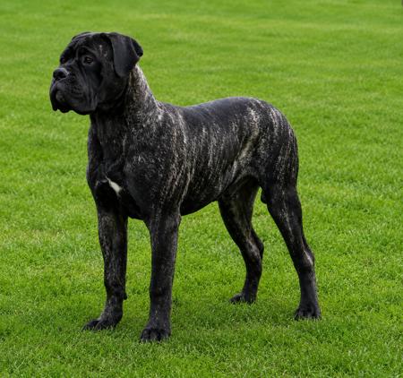 Bullmighty Under the Blacksun (AI) Bullmastiff