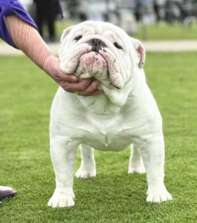 Bullmighty The Joker British Bulldog