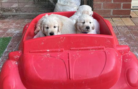 Golden Retriever for sale by GOLDENSPICES