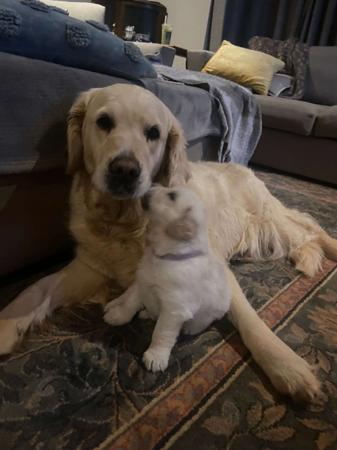 Golden Retriever for sale by GOLDENSPICES