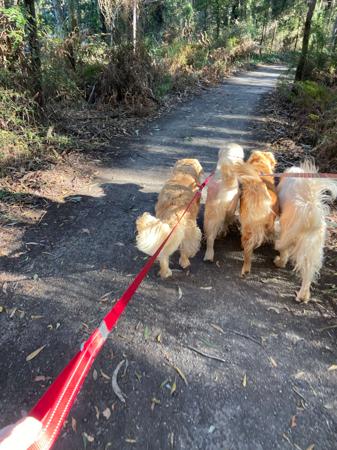 Golden Retriever for sale by GOLDENSPICES