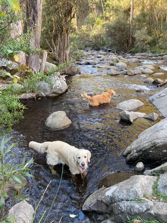 Golden Retriever for sale by GOLDENSPICES