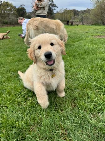 Golden Retriever for sale by GOLDENSPICES