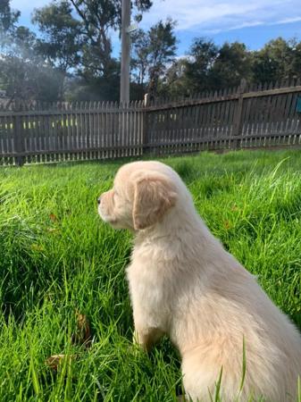 Golden Retriever for sale by GOLDENSPICES