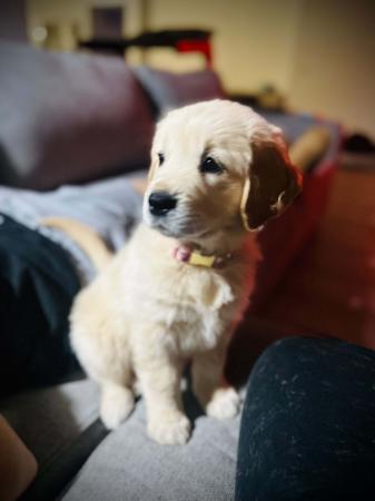 Golden Retriever for sale by GOLDENSPICES