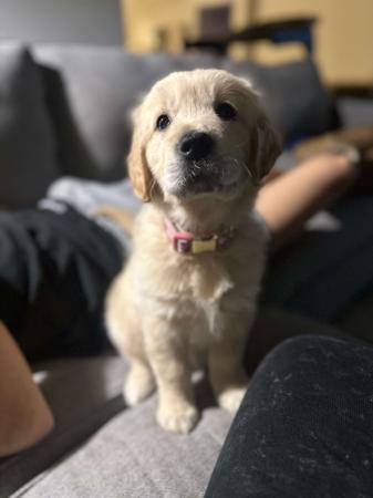 Golden Retriever for sale by GOLDENSPICES