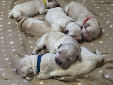 Golden Retriever for sale by GOLDENSPICES