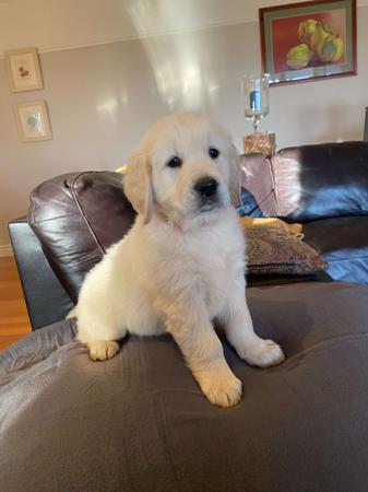 Golden Retriever for sale by GOLDENSPICES
