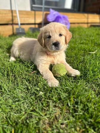 Golden Retriever for sale by GOLDENSPICES