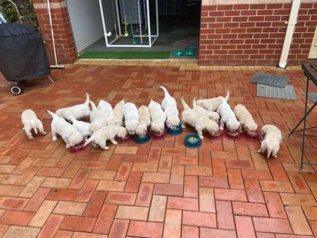 Golden Retriever for sale by GOLDENSPICES