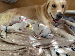 Golden Retriever puppy for sale by GOLDENSPICES