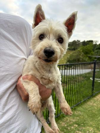 West Highland White Terrier puppy for sale by BRODIEBRAE