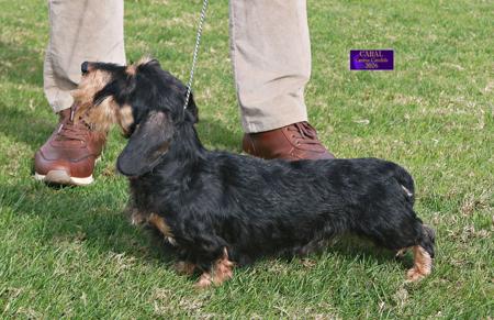 Aust Ch Tarrangower Tingari Dachshund (Miniature Wire Haired)