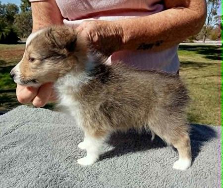 Shetland Sheepdog puppy for sale by ARAJENTO