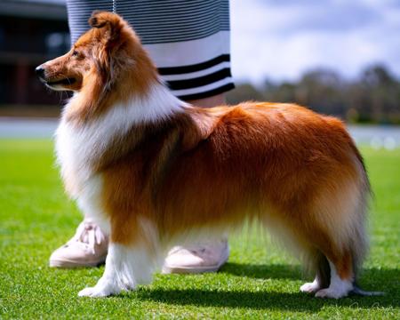 Shetland Sheepdog dog for sale by ARAJENTO