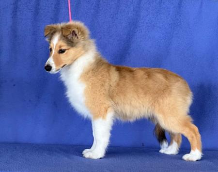 Arajento Stuck On U Shetland Sheepdog