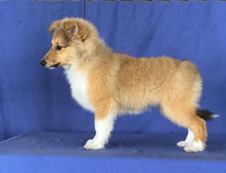 Arajento Hooked Ona Feeling Shetland Sheepdog