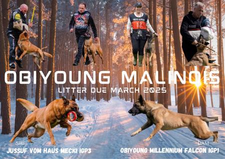 Belgian Shepherd Dog (Malinois) for sale by 6DOGSLIVEIN