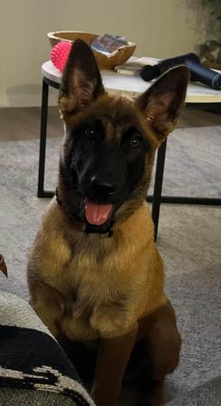 Belgian Shepherd Dog (Malinois) for sale by OBIYOUNG