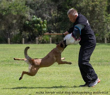 Belgian Shepherd Dog (Malinois) for sale by OBIYOUNG