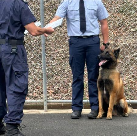 Belgian Shepherd Dog (Malinois) for sale by OBIYOUNG