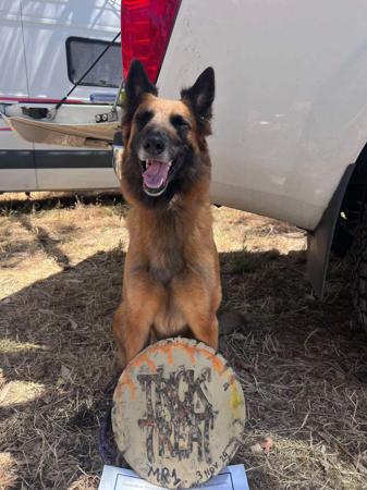 Belgian Shepherd Dog (Malinois) for sale by OBIYOUNG