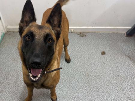 Belgian Shepherd Dog (Malinois) puppy for sale by OBIYOUNG
