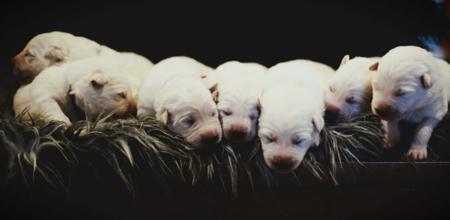 White Swiss Shepherd Dog puppy for sale by MANONFIRE