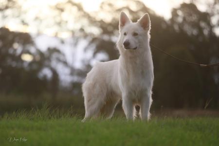 White Swiss Shepherd Dog for sale by KASSREIGN