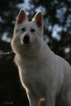 White Swiss Shepherd Dog for sale by KASSREIGN