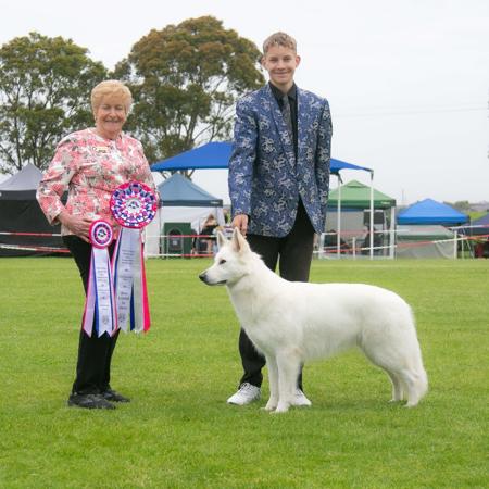 White Swiss Shepherd Dog for sale by KASSREIGN