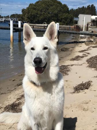 White Swiss Shepherd Dog for sale by KASSREIGN